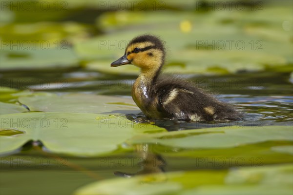 Mallard duck (Anas platyrhynchos) juvenile baby duckling walking on a Water lily plant leaf on a