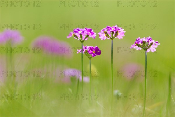 Bird's-eye primrose (Primula Farinosa) on a mountain meadow near Wallgau, Upper Bavaria, Germany,