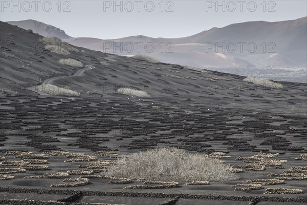 Wine growing in volcanic ash pits protected by dry stone walls, Yaiza, Lanzarote, Canary Islands,
