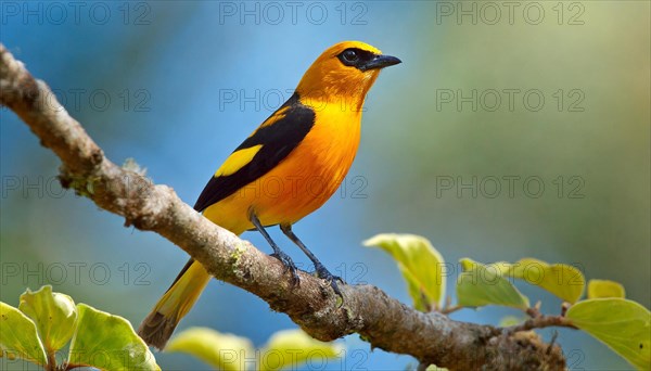 KI generated, animal, animals, bird, birds, biotope, habitat, one, individual, blue sky, foraging,