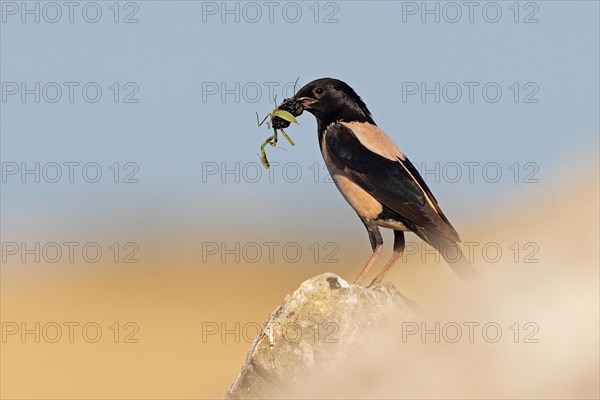 Roseate Starling (Pastor roseus), adult bird with mulberries and praying mantis (Mantis religiosa)