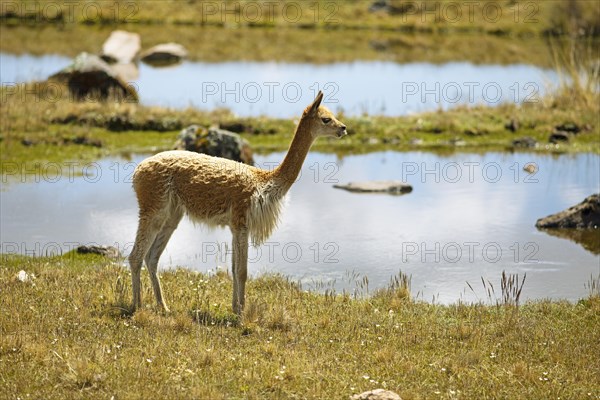 Vicuna or vicuna (Vicugna vicugna) at a waterhole in the Andean highlands, Andahuaylas, Apurimac.
