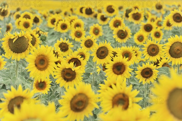 Sunflower field, sunflowers (Helianthus annuus), landscape south of Montepulciano, Tuscany, Italy,