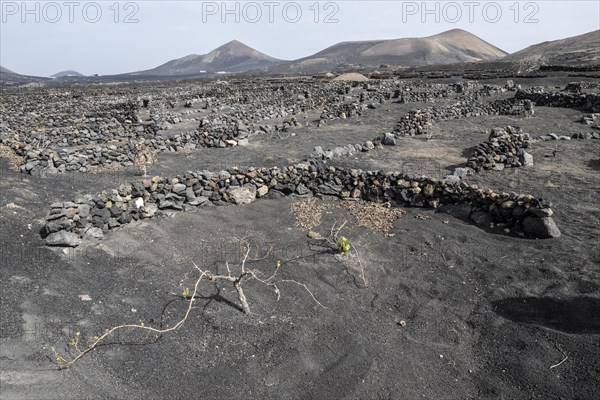 Wine growing in volcanic ash pits protected by dry stone walls, Yaiza, Lanzarote, Canary Islands,