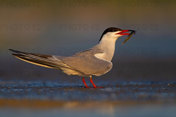Common Tern (Sterna hirundo), courtship display with fish in beak, Danube Delta Biosphere Reserve,