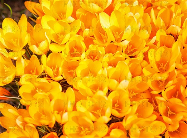 Yellow crocuses germinate in the spring in the garden. Symbol of spring