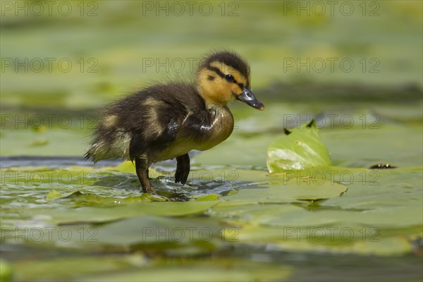 Mallard duck (Anas platyrhynchos) juvenile baby duckling walking on a Water lily plant leaf on a