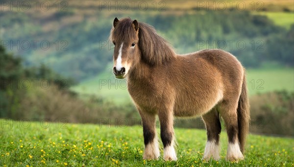 KI generated, animal, animals, mammal, mammals, biotope, habitat, one, individual animal, foraging,