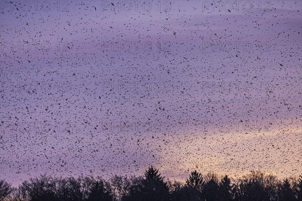 Natural spectacle in the Swabian Alb. Flocks of bramblings (Fringilla montifringilla) spend the