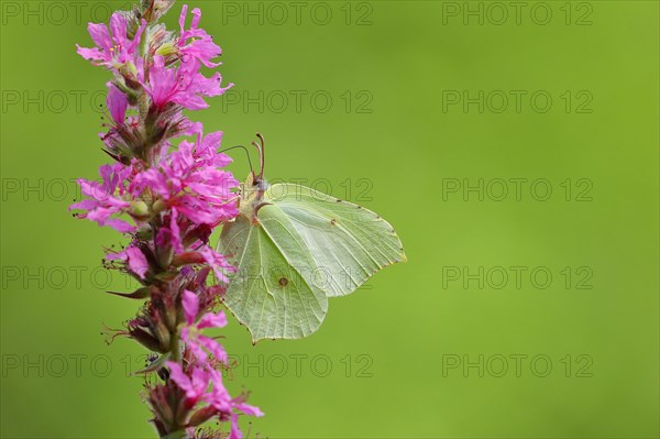 Brimstone (Gonepteryx rhamni) feeding on a flower of purple loosestrife (Lythrum salicaria),