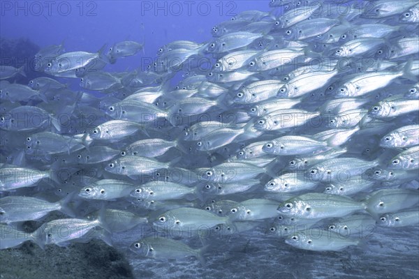 Shoal of fish, shoal, group of arctic seabream (Pagellus acarne), dive site El Cabron Marine