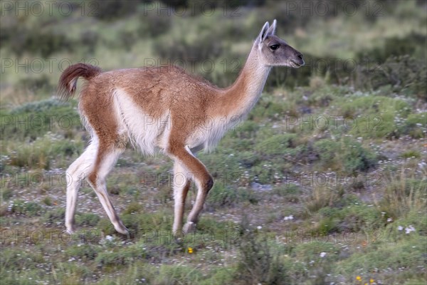 Guanaco (Llama guanicoe), Huanako, Torres del Paine National Park, Patagonia, End of the World,