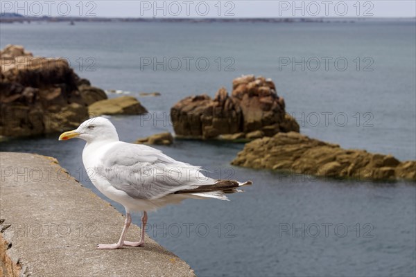 European herring gull (Larus argentatus), sitting on a wall by the sea, Ile de Brehat, Brittany,