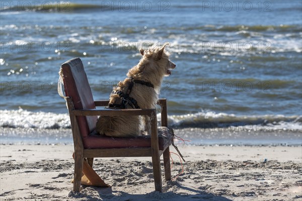 Podengo Portugues (rough coat) female on a washed up upholstered chair on the beach, Henne, Region