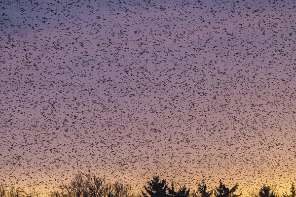 Natural spectacle in the Swabian Alb. Flocks of bramblings (Fringilla montifringilla) spend the