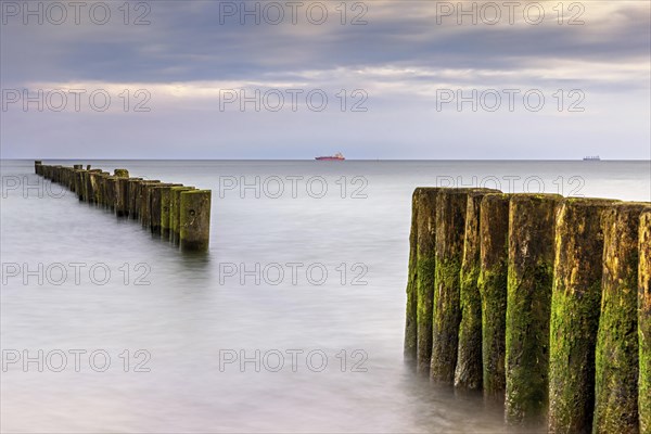 Groynes covered with green algae in the soft light of the morning on the Baltic Sea as a long