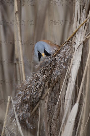 Bearded tit or reedling (Panurus biarmicus) adult male bird feeding on a Common reed seed head in a