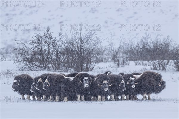 Musk oxen (Ovibos moschatus), herd in a snowstorm, standing, North Slope, Alaska, USA, North