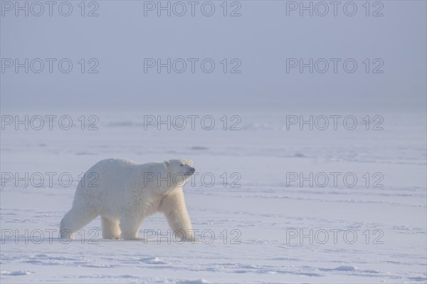 Polar bear (Ursus maritimus), walking in pack ice, Kaktovik, Arctic National Wildlife Refuge,