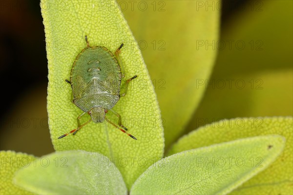 Green shield bug (Palomena prasina), on a leaf of the true sage (Salvia officinalis) Wilnsdorf,