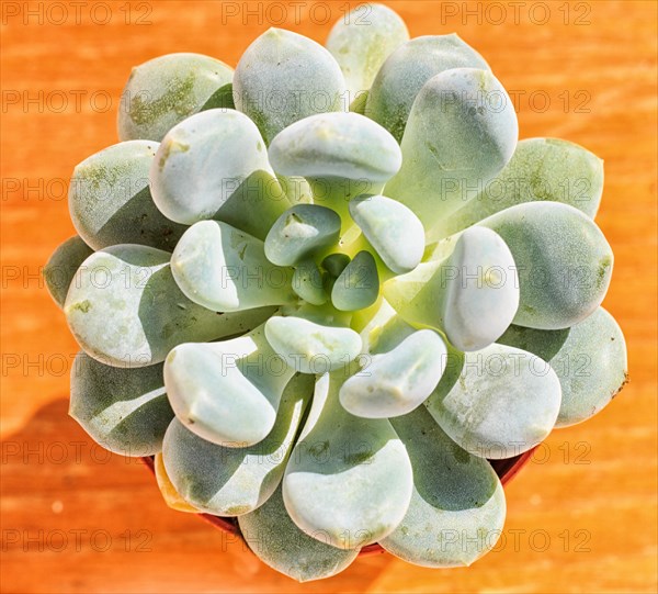 Beautiful little plant, succulent in a small flower pot. on the wooden background