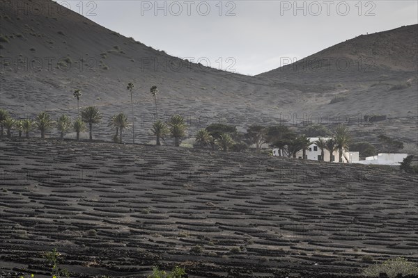Wine growing in volcanic ash pits protected by dry stone walls, Yaiza, Lanzarote, Canary Islands,