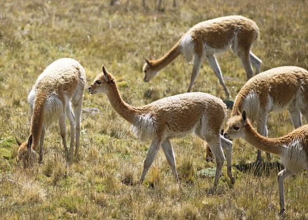 Vicunas or vicunas (Vicugna vicugna) in a meadow in the Andean highlands, Andahuaylas, Apurimac.