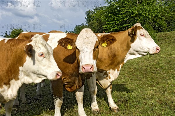 Female domestic cattles (Bos taurus) without horns, curious cows on pasture, Nidda, Hesse, Germany,