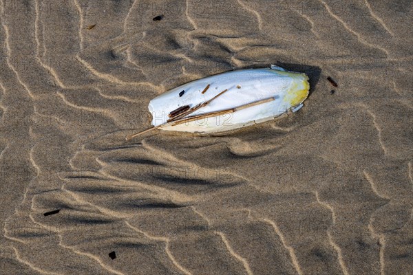 Cuttlefish shell washed up on a sandy beach, buoyant body and inner shell of the European common