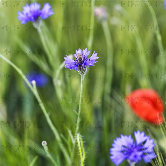 Cornflower (Centaurea cyanus) in a barley field, symbolic photo, organic farming, organic