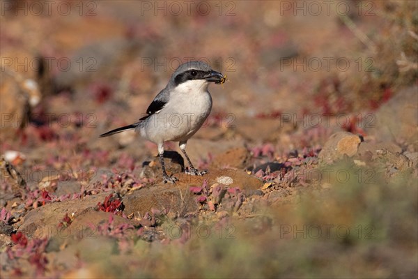 Great Grey Shrike (Lanius excubitor koenigi) with prey, Fuerteventura, Canary Islands, Spain,