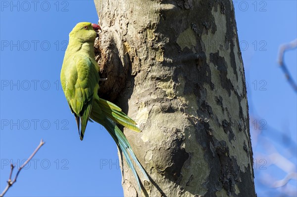 Rose-ringed parakeet (Psittacula krameri) hanging from a tree at the breeding den, wildlife,