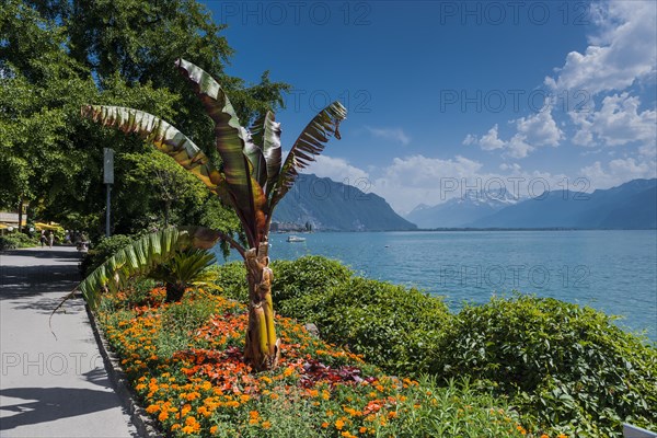 Promenade on Lake Geneva, blue sky, summer, beautiful weather, palm tree, climate, travel, holiday,