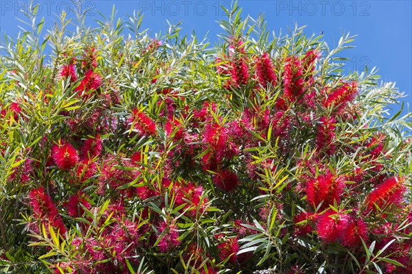 Strawberry tree for Portuguese Mendroho schnapps, flora, botany, plant, red, useful plant, drink,