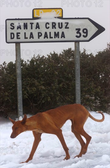 Skinny Podenco Canario in snow near Observatories, Roque de los Muchachos, La Palma, Canary