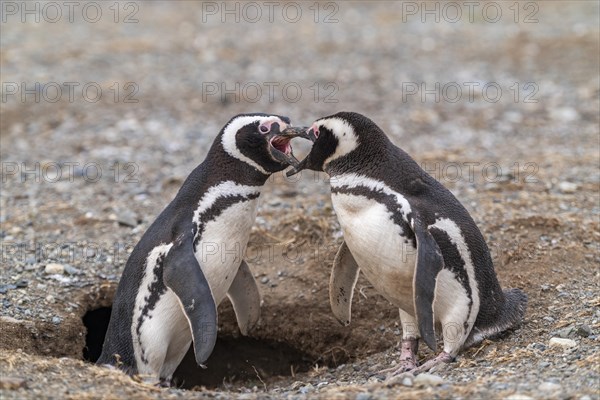 Two Magellanic penguins (Spheniscus magellanicus) in the Penguin National Park on Magdalena Island,