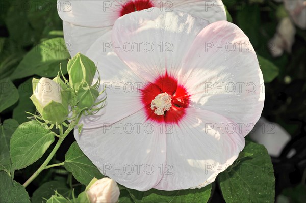 Flowering Hibiscus cultivar Red Heart (Hibiscus syriacus cultivar Red Heart) Florence, Tuscany,