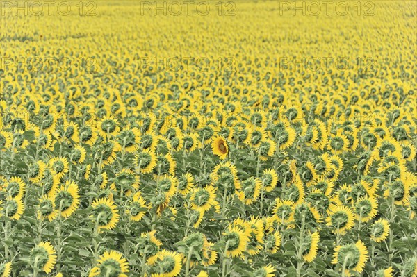 Sunflower field, sunflowers (Helianthus annuus), landscape south of Montepulciano, Tuscany, Italy,