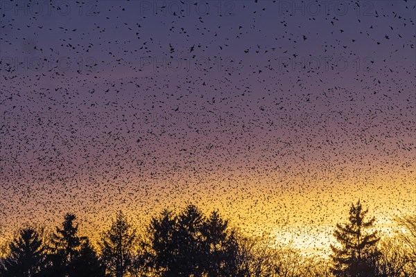 Natural spectacle in the Swabian Alb. Flocks of bramblings (Fringilla montifringilla) spend the