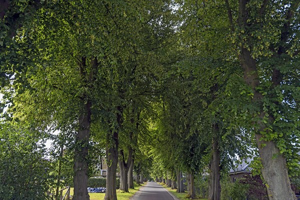 Avenue of large-leaved lindens (Tilia platyphyllos) on a village street, Rehna,