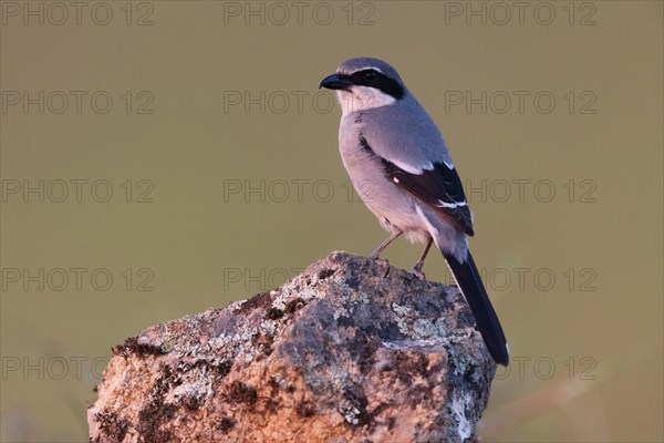 Iberian Grey Shrike (Lanius meridionalis), Southern Grey Shrike, Fuerteventura, Extremadura, Spain,