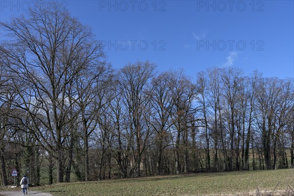 Bare oak trees (Quercus) behind St Egidien Church Eckental, Middle Franconia, Bavaria, Germany,