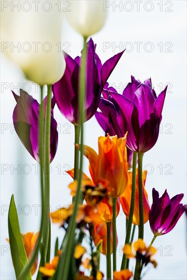 Blooming tulips, lakeside promenade, Ueberlingen, Lake Constance, Baden-Wuerttemberg, Germany,