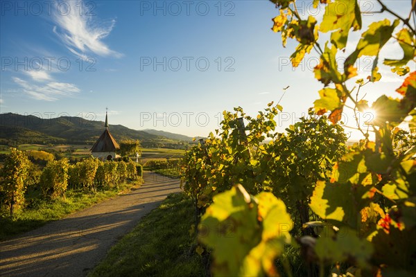Mount of Olives Chapel in the vineyards, sunset, Ehrenstetten, Markgraeflerland, Black Forest,