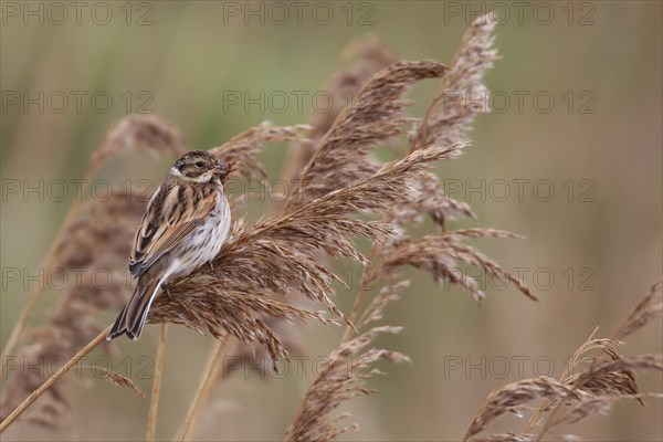 Reed bunting (Emberiza schoeniclus) adult female bird feeding on a Common reed seed head in a