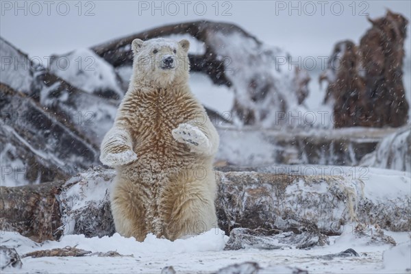 Polar bear (Ursus maritimus), young, standing between whale bones, playing, Kaktovik, Arctic
