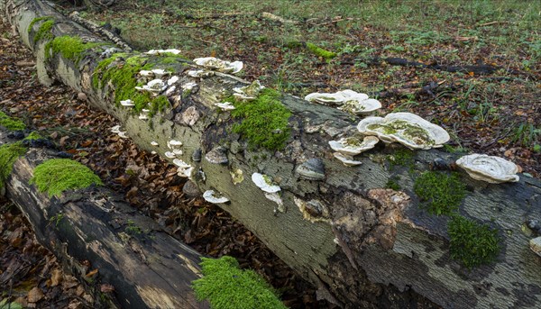 Hairy bracket (Trametes hirsuta), fruiting body on dead wood, trunk of a copper beech (Fagus
