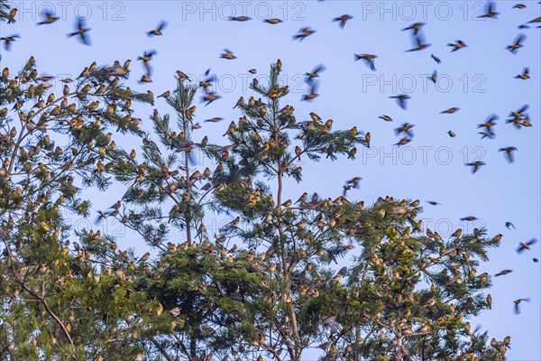 Natural spectacle in the Swabian Alb. Flocks of bramblings (Fringilla montifringilla) spend the