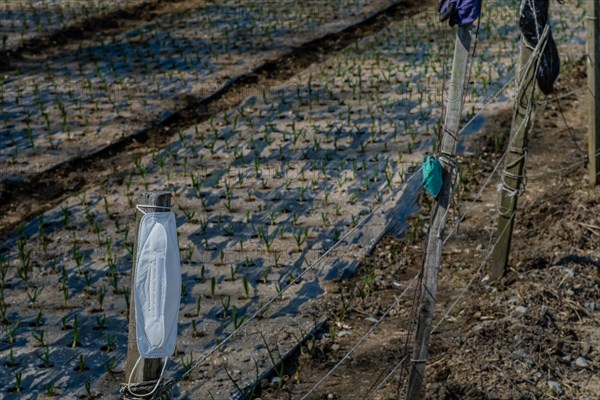 White surgical mask hanging on wooden fence pole beside crop of spring onions blurred in the
