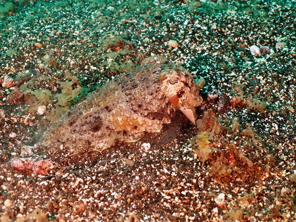Well camouflaged common cuttlefish, common cuttlefish (Sepia officinalis) juvenile, dive site Los